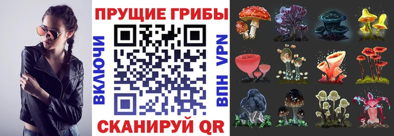 наркошоп  Балаково  Галлюциногенные грибы Psilocybine cubensis 